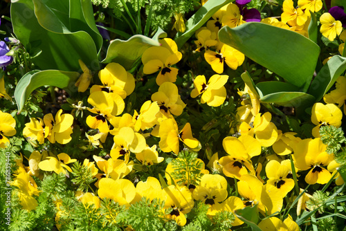 春の日差しを浴びる黄色のビオラ