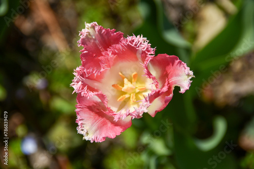 春の陽射しを浴びるピンク色のチューリップ
