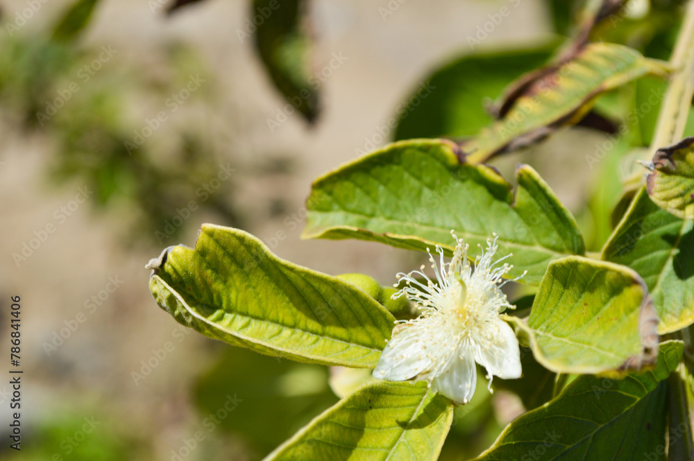 guava fruit flowers close up, nature home garden guava fruit flowers close up, nature home garden