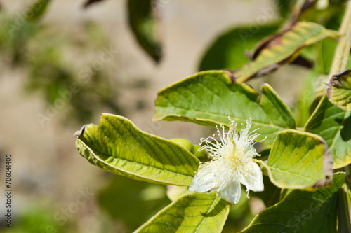 guava fruit flowers close up, nature home garden