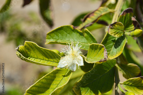 yellow and white flower with leaf guava fruit in garden