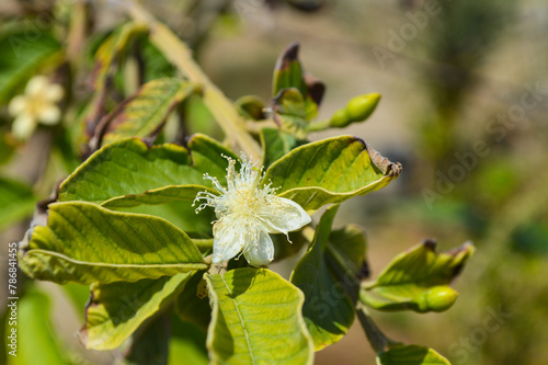 close up of guava fruit flowers and leaves against blue sky