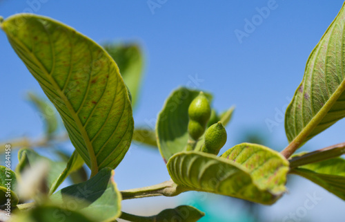 guava fruit leaves against blue sky