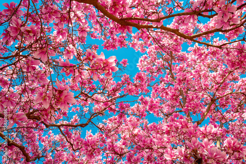 Spring bloom magnolia tree flowers. Blossom magnolia flower. Spring background. Blossom texture. Spring banner. photo