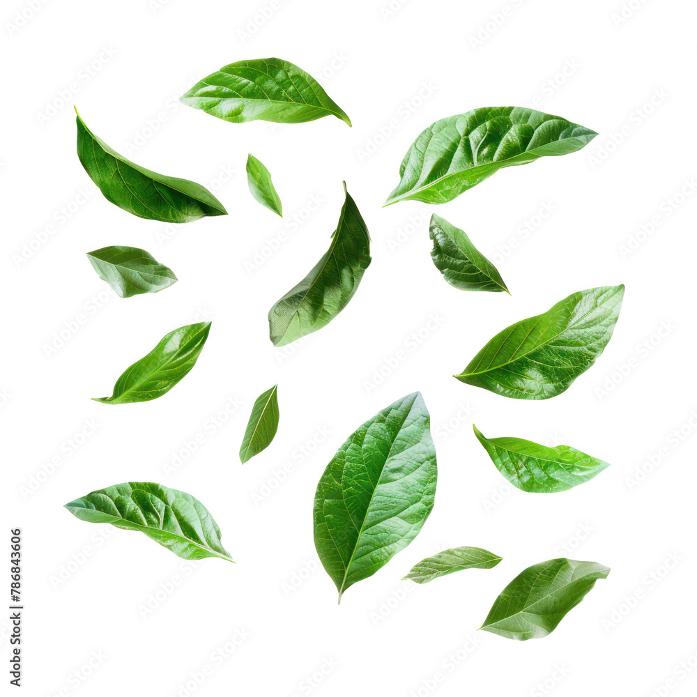 floating green leaves on transparency background PNG
