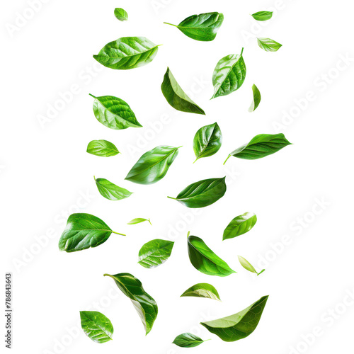 floating green leaves on transparency background PNG 