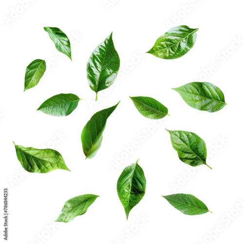 floating green leaves on transparency background PNG  © Sim