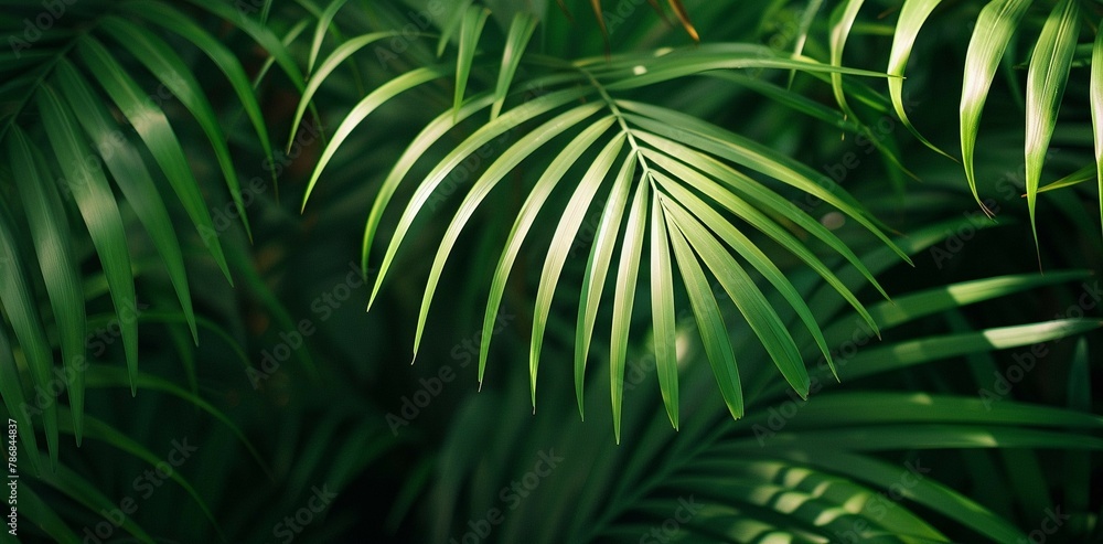 Fototapeta premium Palm leaf detail, lush greenery, natural pattern, soft focus on tips