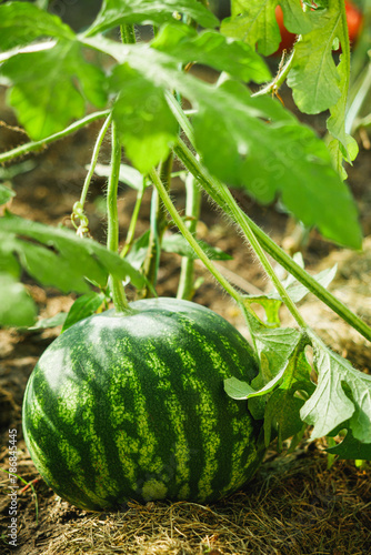 fresh grain watermelon juice on the garden bed
