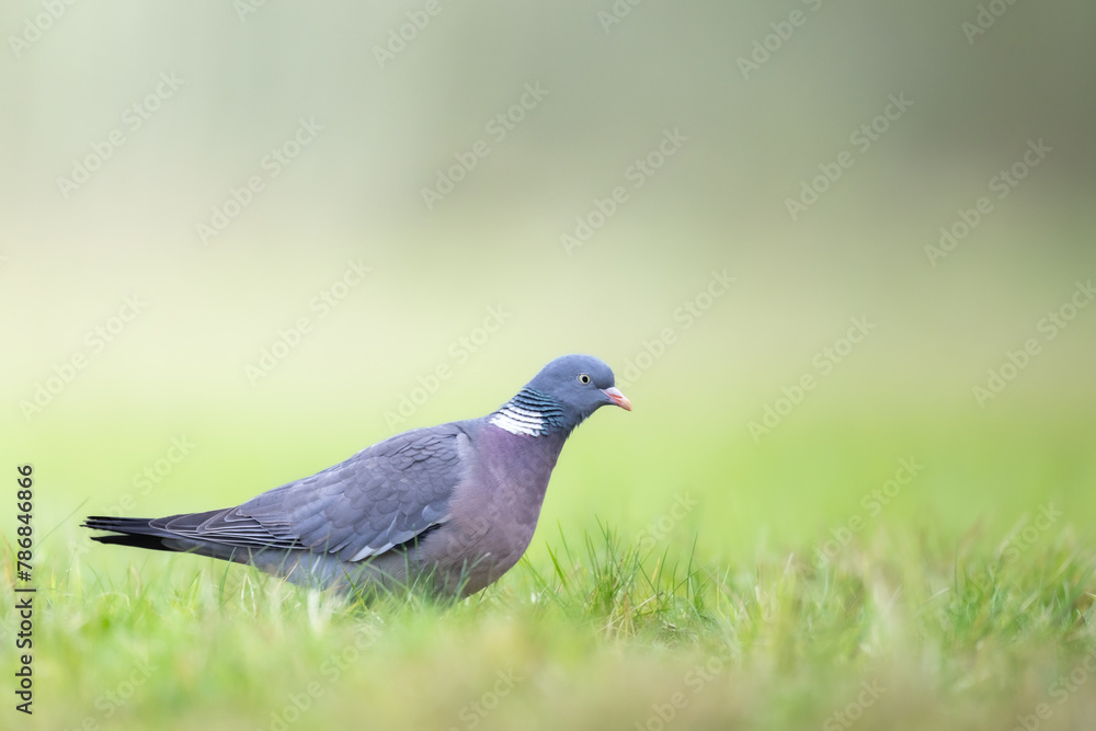 Bird Wood pigeon Columba palumbus, spring time close up, Poland Europe Bird Wood pigeon Columba palumbus, spring time close up, Poland Europe