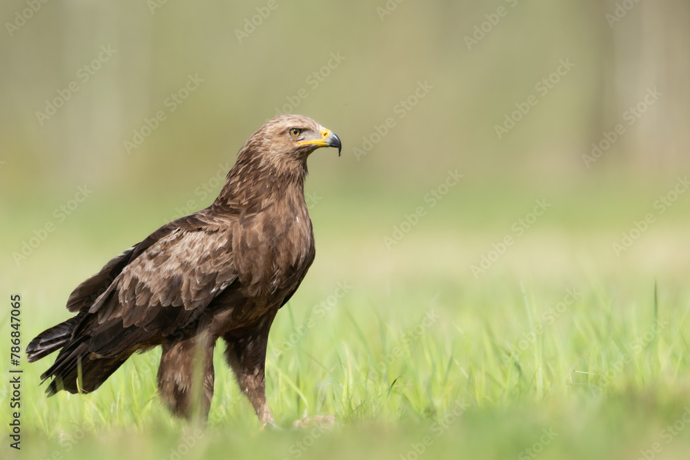 Birds of prey - Lesser Spotted Eagle Aquila pomarina bird on green meadow, hunting time Birds of prey - Lesser Spotted Eagle Aquila pomarina bird on green meadow, hunting time