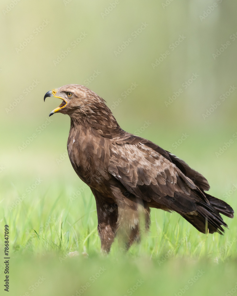 Birds of prey - Lesser Spotted Eagle Aquila pomarina bird on green meadow, hunting time Birds of prey - Lesser Spotted Eagle Aquila pomarina bird on green meadow, hunting time