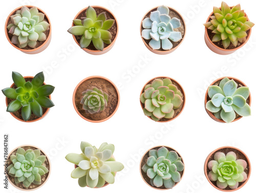 A variety of succulents in pots.