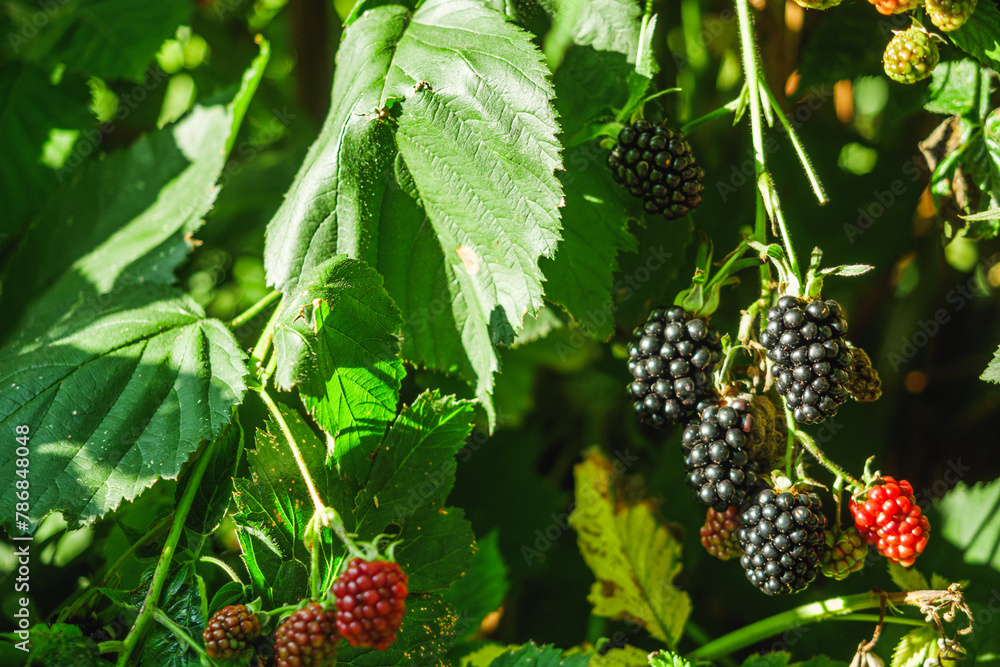 green lush bush of juicy organic blackberry green lush bush of juicy organic blackberry