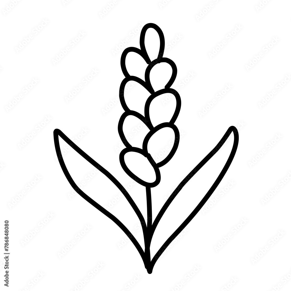 rice outline rice outline