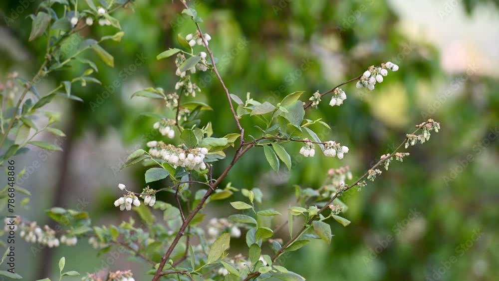 blueberry blossoms in spring season
blueberry blossoms in spring season