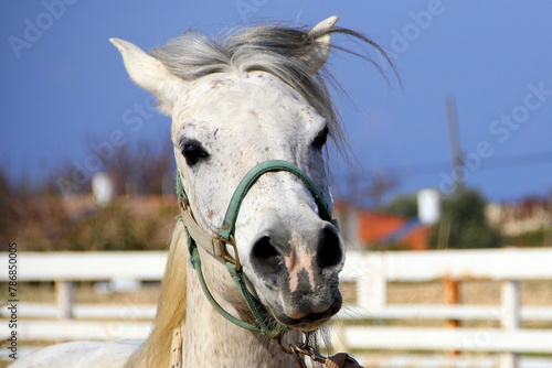 The horse is a domestic equid animal. photo