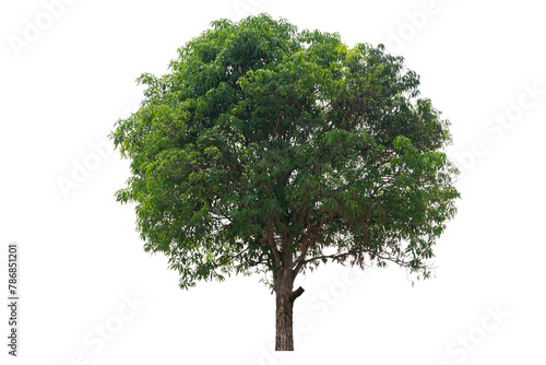 A large tree with green leaves stands alone on a white background. The tree is the main focus of the image.