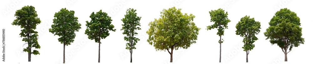A row of trees are shown in various sizes and positions. The trees are all green and are lined up next to each other.