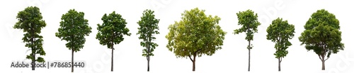 A row of trees are shown in various sizes and positions. The trees are all green and are lined up next to each other.