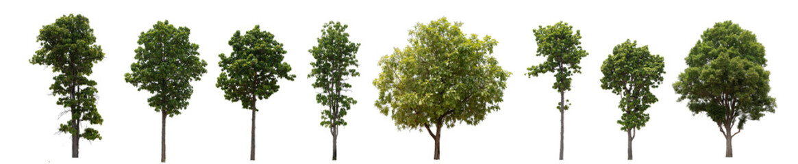 A row of trees are shown in various sizes and positions. The trees are all green and are lined up next to each other.