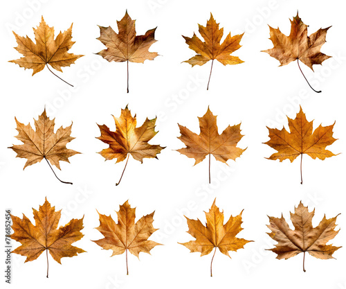 autumn maple leaf isolated on white background