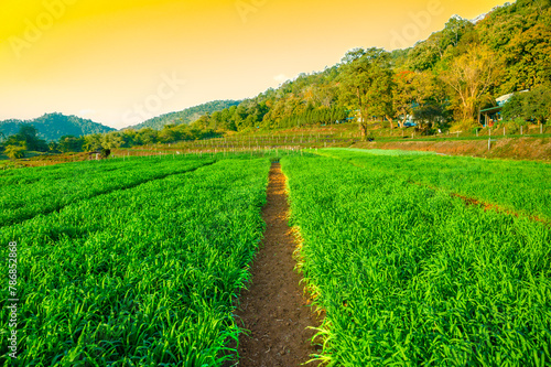 A field of barley seedlings on high mountain in Samoeng District of Chiang Mai Province