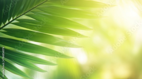 beautiful coconut leaves,Blur nature green palm leaf on tropical beach 