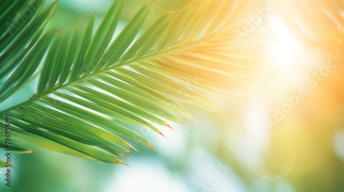 beautiful coconut leaves Blur  nature green palm leaf on tropical beach 