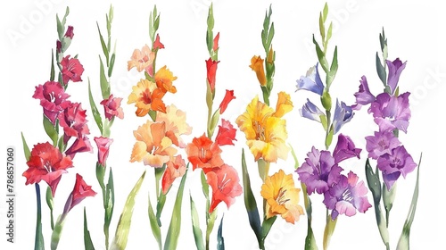 Watercolor gladiolus clipart with tall spikes of colorful blooms.