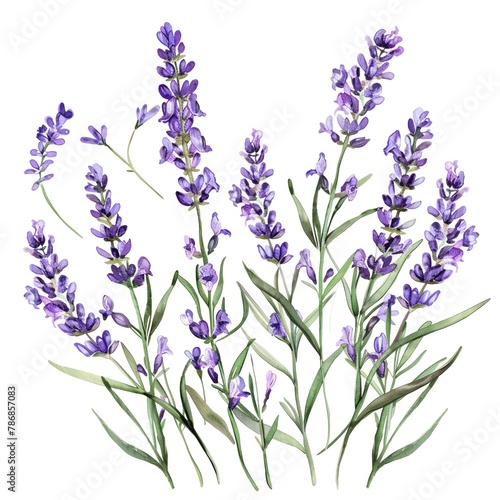 Watercolor lavender clipart with delicate purple flowers and green stems.