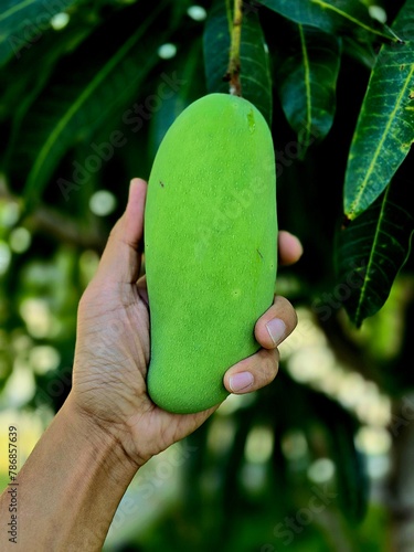 Left hand holding a mango. Green mango on tree. A bunch of mango with blur leaf background.