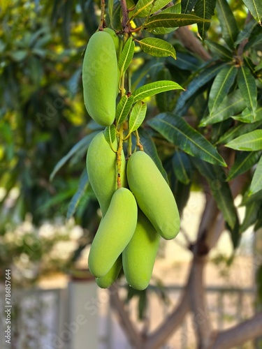 Green mango on tree. A bunch of mango with blur leaf background.