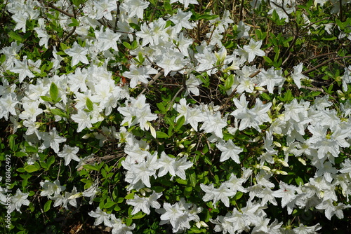 azaleas