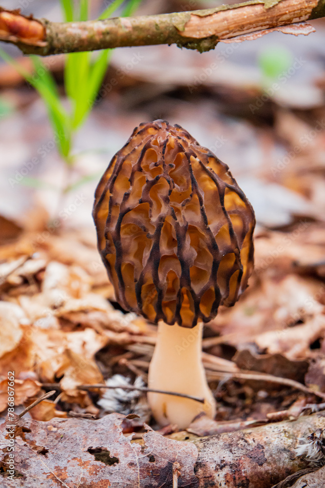 Morel mushrooms in the forest Morel mushrooms in the forest
