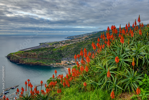 Fackellilien in Madeira
 photo