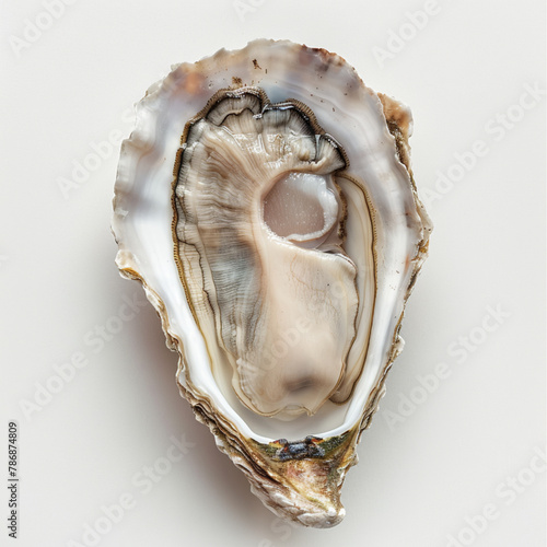 an long oyster from a top view on a white background, AI Generative.