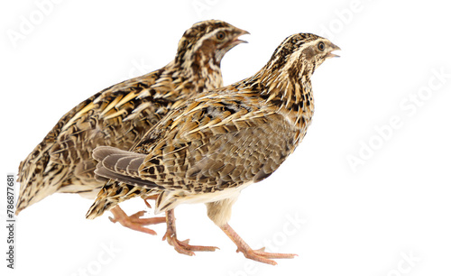 common quail (Coturnix coturnix), isolated on a white background, cut out