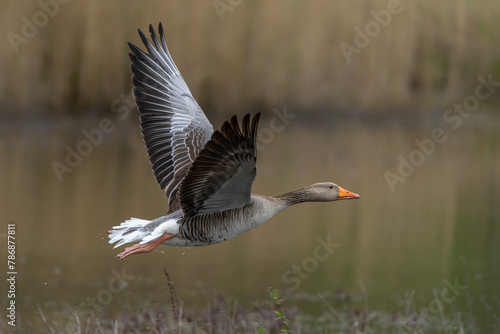 Greylag Goose (Anser anser) taking off from water. Gelderland in the Netherlands. 