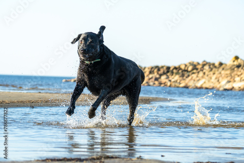 Black Labrador retriever delighted on a walk along the sea. © Edijs