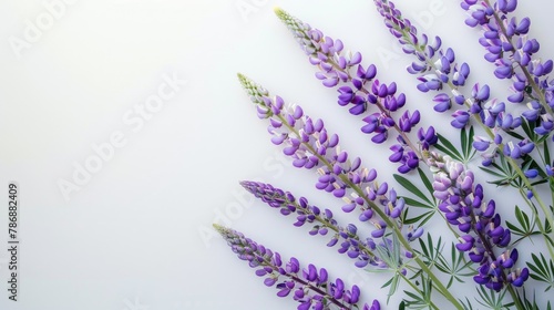 Purple lupine flowers on a white background Stunning flower arrangement