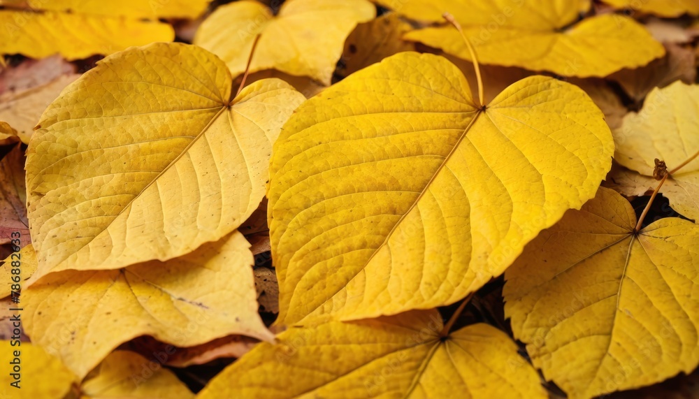 Background from autumn fallen leaves close-up. The texture of the yellow foliage Background from autumn fallen leaves close-up. The texture of the yellow foliage