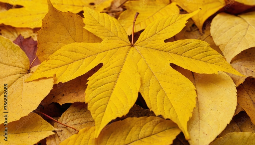 Background from autumn fallen leaves close-up. The texture of the yellow foliage Background from autumn fallen leaves close-up. The texture of the yellow foliage