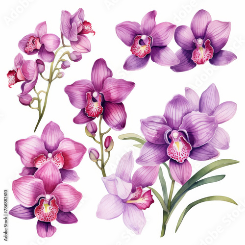 Watercolor orchid clipart isolated on transparent background