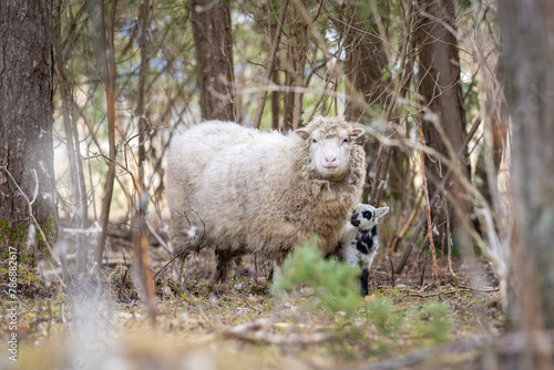 Close up of a ewe, or female sheep tending to her young lamb in Springtime, facing camera. A mother's love. Ovis aries. Underwood background. Horizontal.
