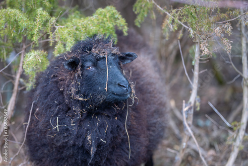 Domestic sheep (Ovis aries). Face of a black sheep looking at camera in the Spring. Black sheep of the family. Underwood background. Horizontal.