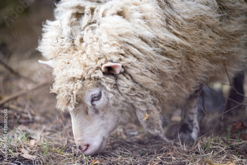 A close up of a white domestic sheep (Ovis aries) grazing in a field. Unshorn sheep in a spring field. Horizontal.