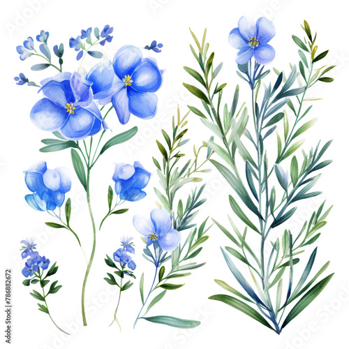 Watercolor rosemary clipart isolated on transparent background