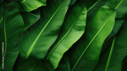 The spiked leaves of a small palm tree in the foreground with the background illuminated by the midday sun.