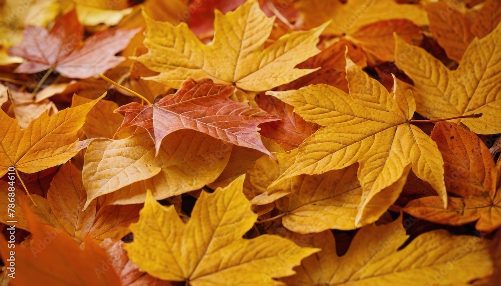 Fototapeta premium Background group autumn orange leaves